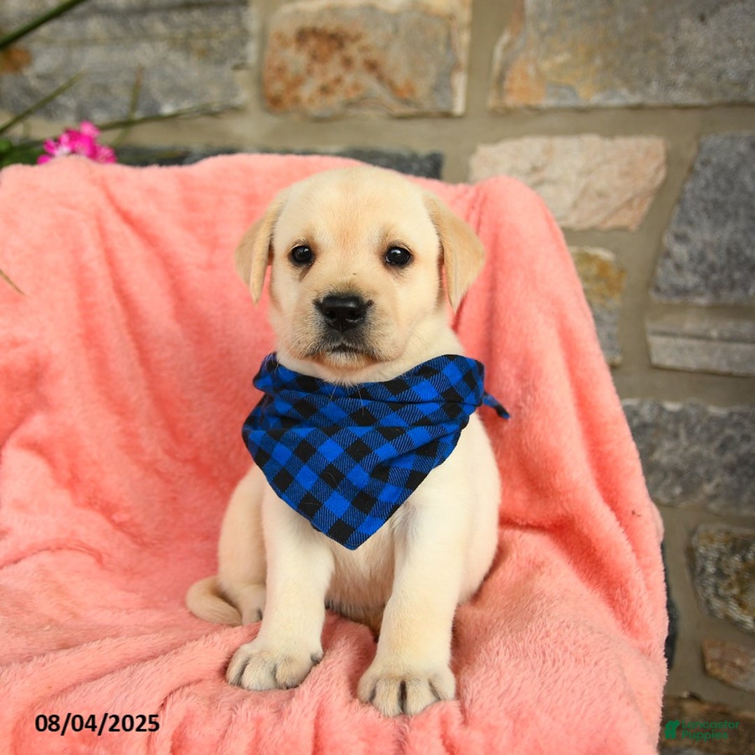 Labrador Retriever dogs for sale: Labrador Retriever 6 puppies - Image 10