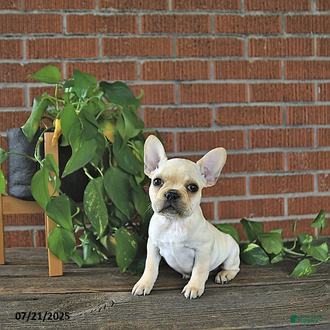 French Bulldog dogs for sale: Lavendar - Image 7