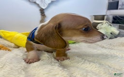 Miniature Dachshund dogs for sale: Jasper - Image 1