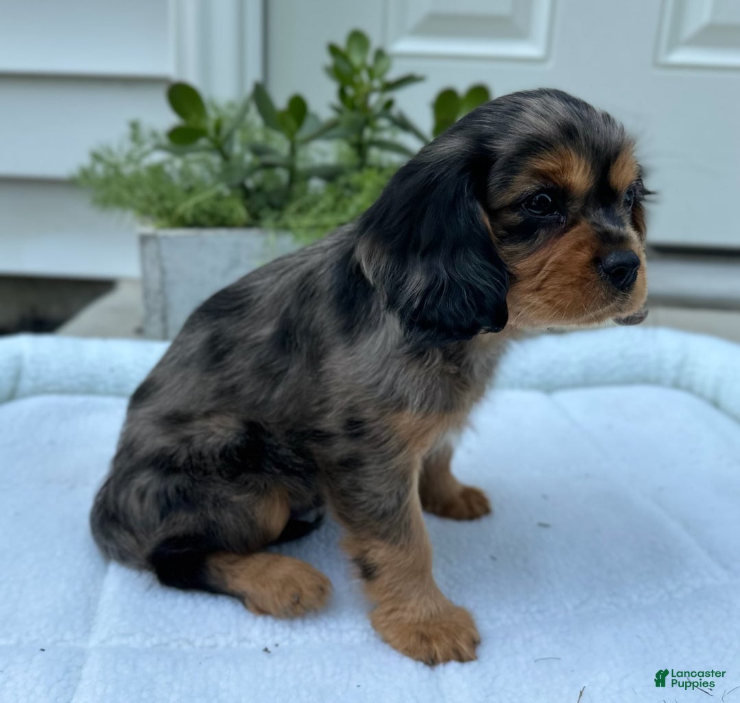 Cavalier King Charles Spaniel dogs for sale: Robby - Image 5