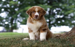 Australian Shepherd dogs for sale: Dune - Image 3