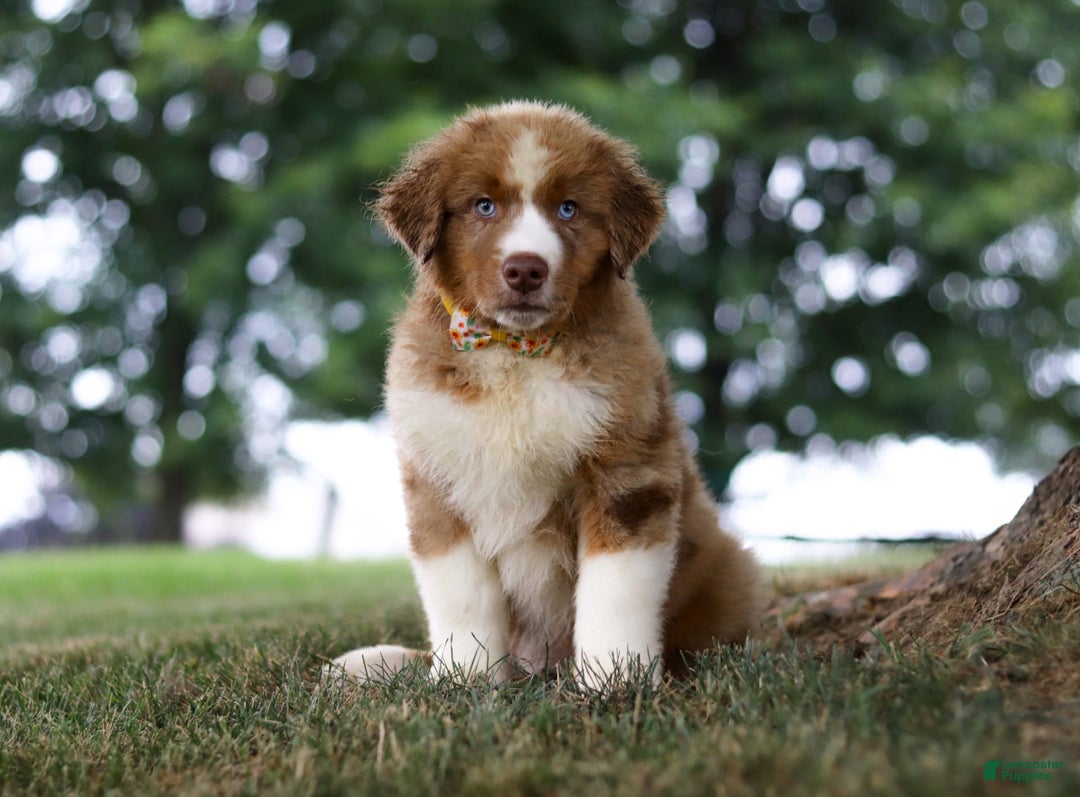 Australian Shepherd dogs for sale: Dune - Image 3
