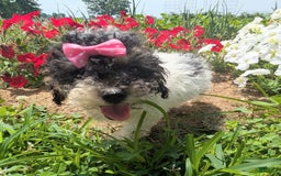 Toy Poodle dogs for sale: Toy Poodle 4 puppies - Image 28