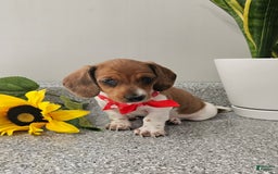 Dachshund dogs for sale: Millie Mae - Image 8