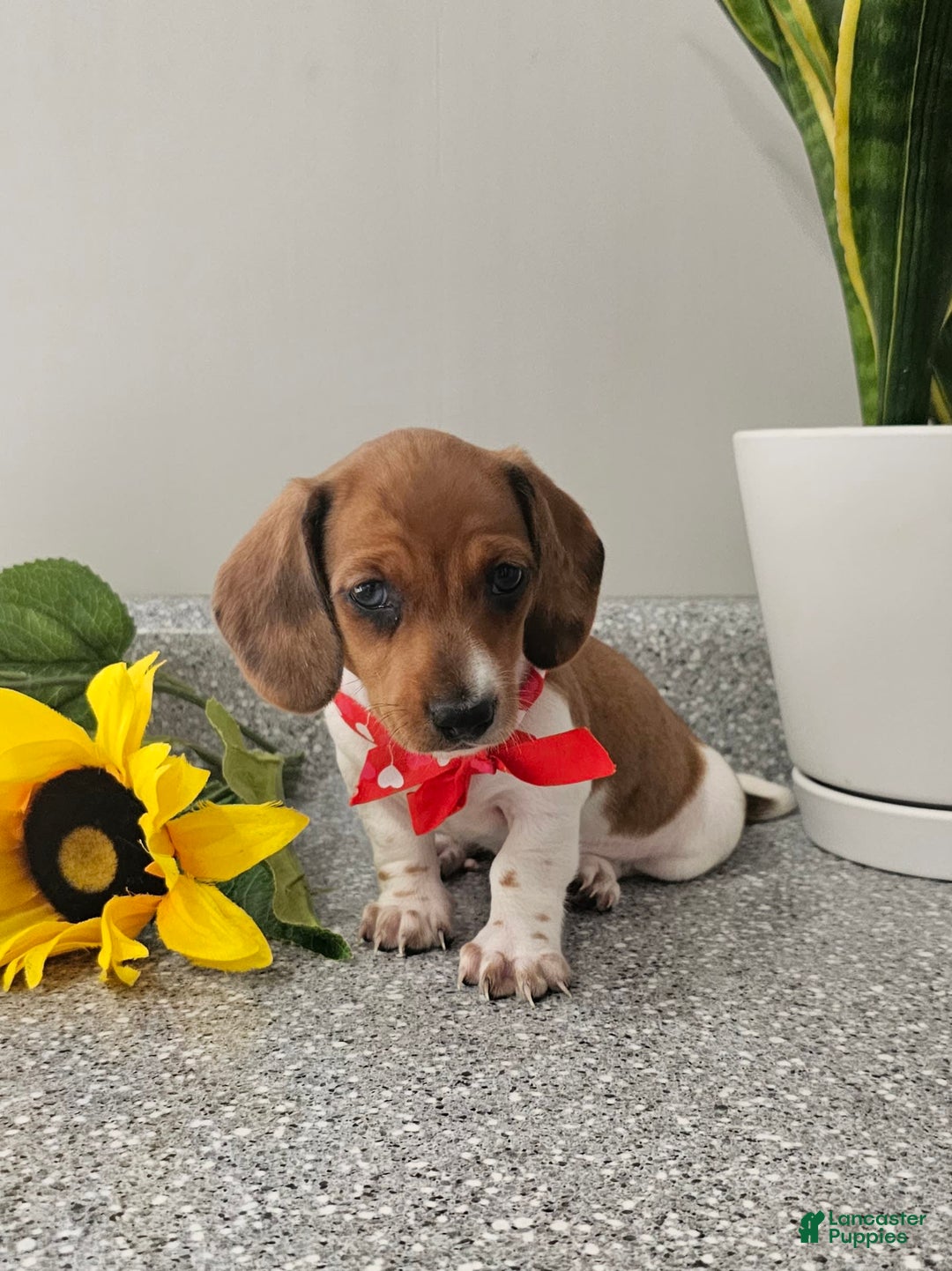 Dachshund dogs for sale: Millie Mae - Image 8