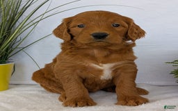 Goldendoodle dogs for sale: Emmie - Image 1