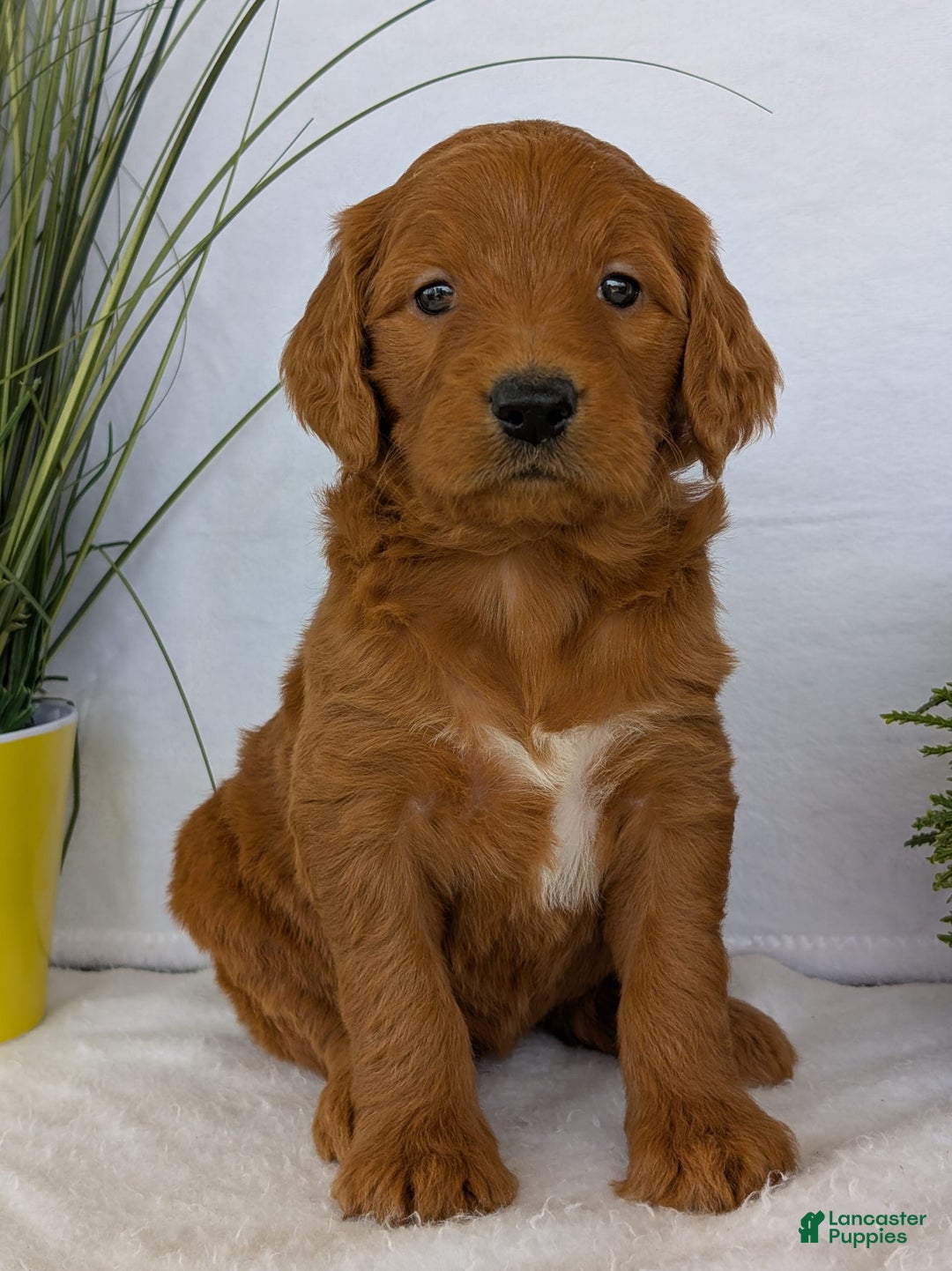 Goldendoodle dogs for sale: Emmie - Image 1