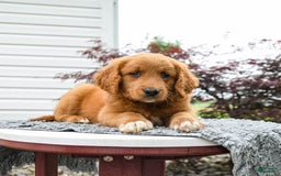 Goldendoodle dogs for sale: Custard - Image 5