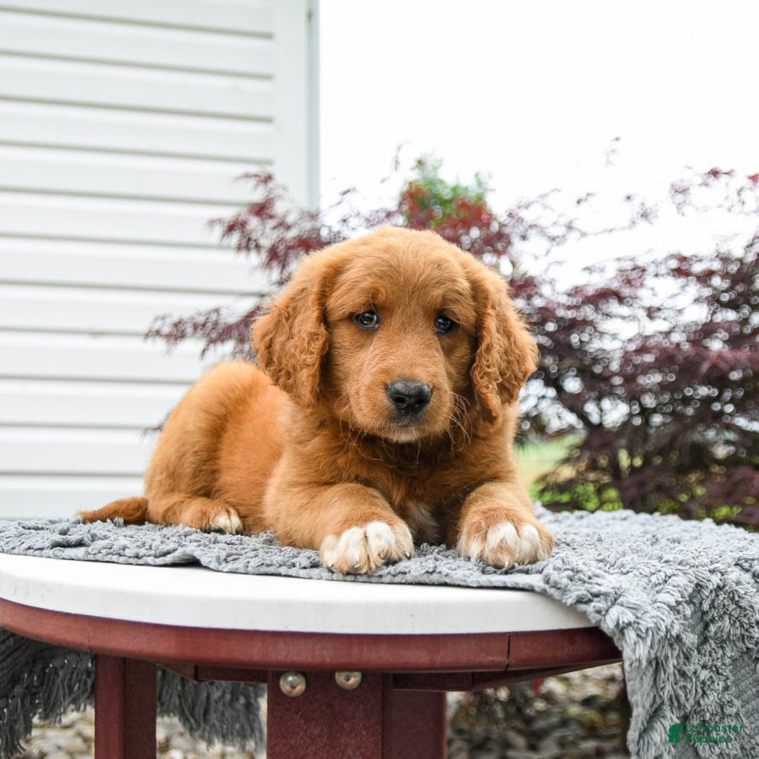 Goldendoodle dogs for sale: Custard - Image 5