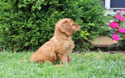 Cavalier King Charles Spaniel dogs for sale: Bentley - Image 18