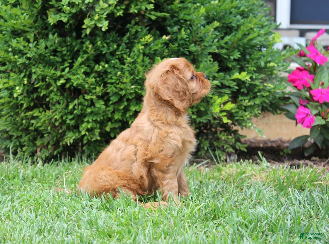 Cavalier King Charles Spaniel dogs for sale: Bentley - Image 18