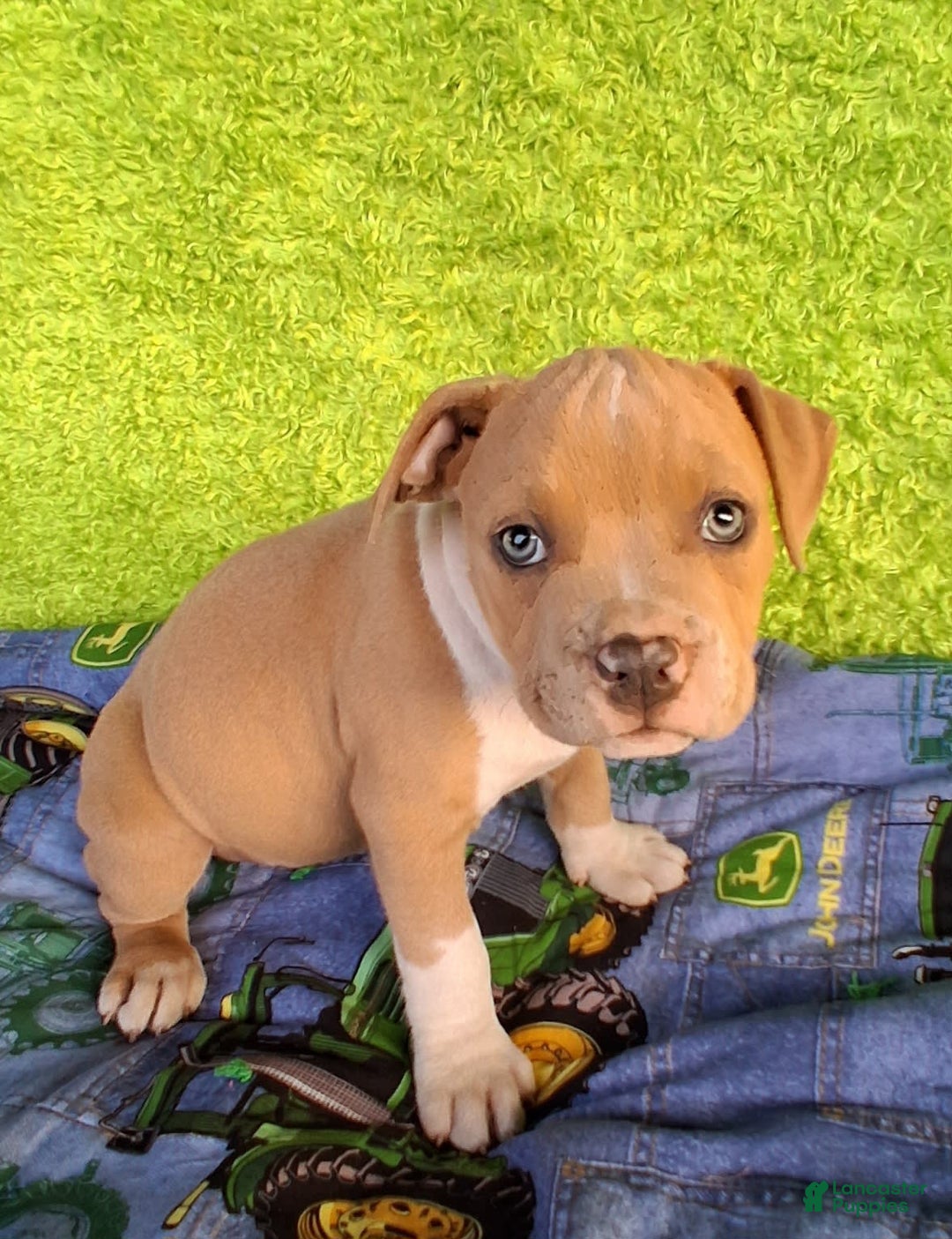 American Bully dogs for sale: Loki - Image 2