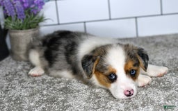 Welsh Corgi Pembroke dogs for sale: Mandy - Image 5