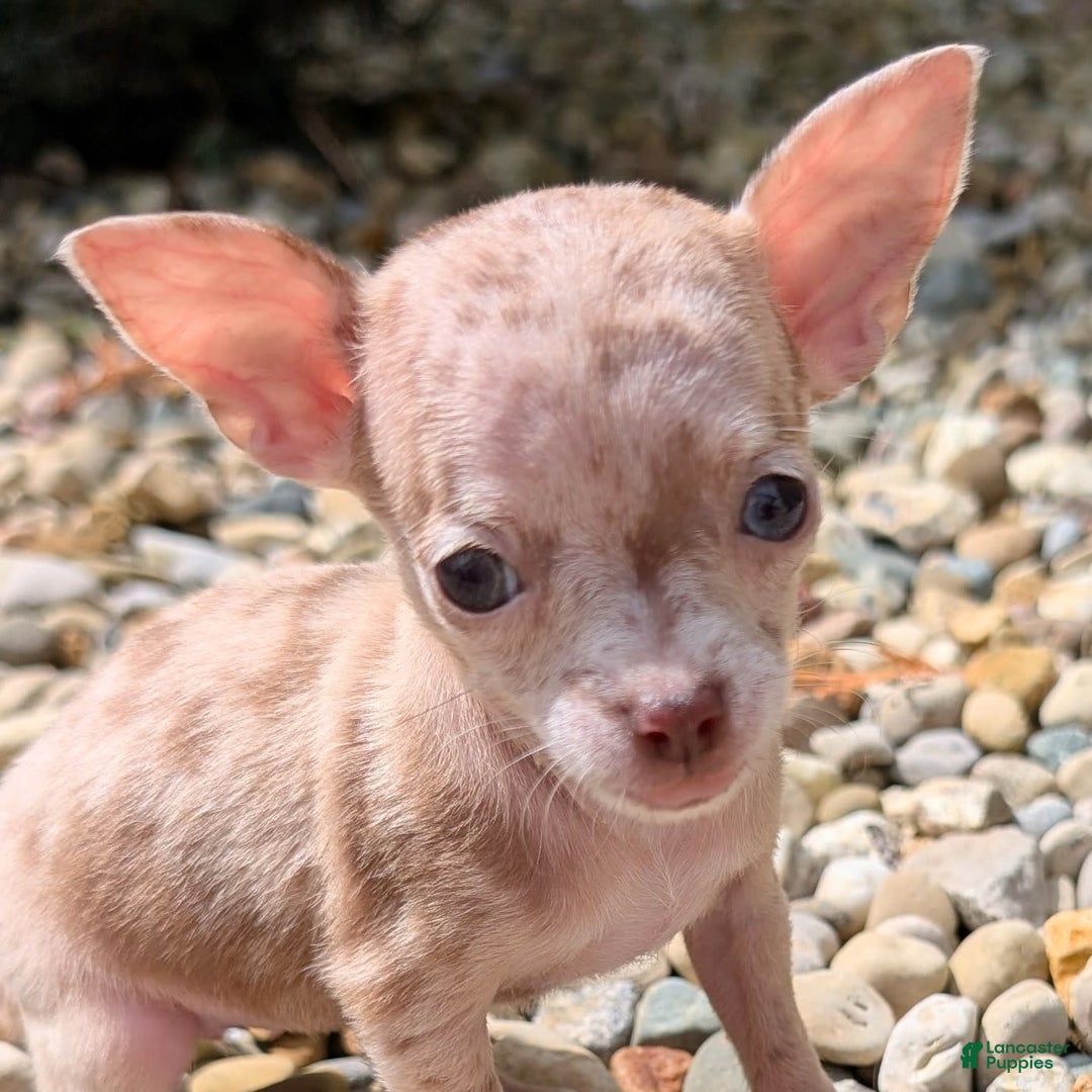 Chihuahua dogs for sale: Sweat Pea - Image 7