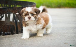 Shih Tzu dogs for sale: Shih Tzu 4 puppies - Image 30