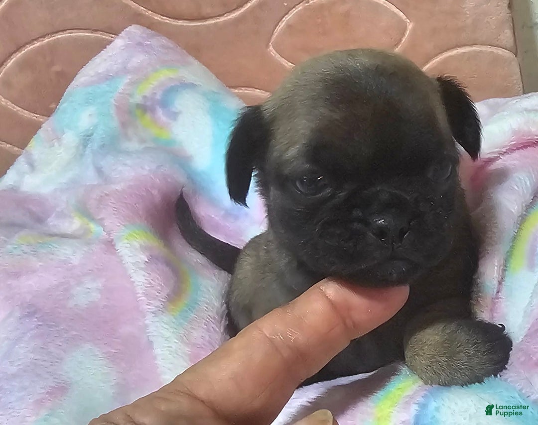 Pug dogs for sale: Candy - Image 12