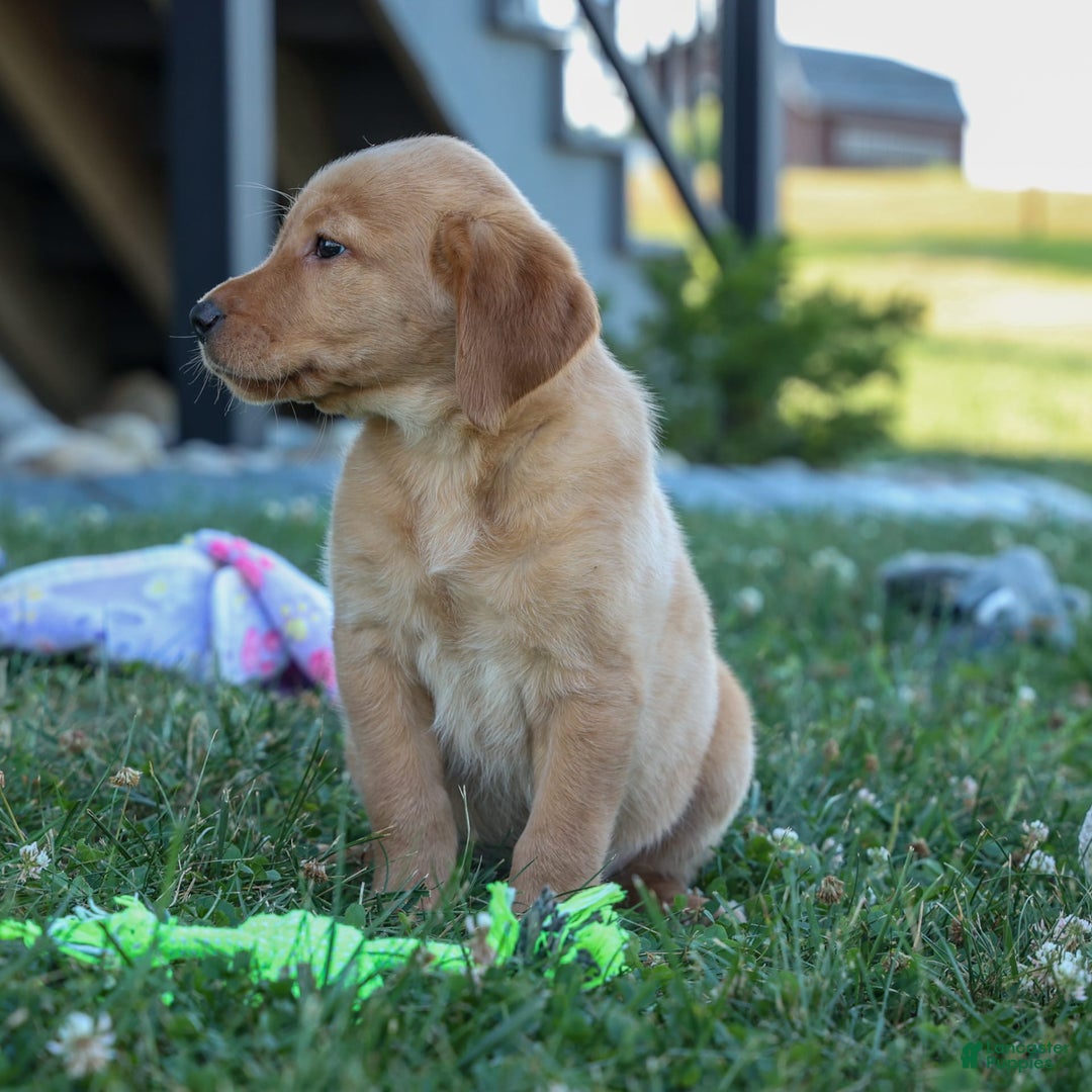 Labrador Retriever dogs for sale: Gus - Image 17