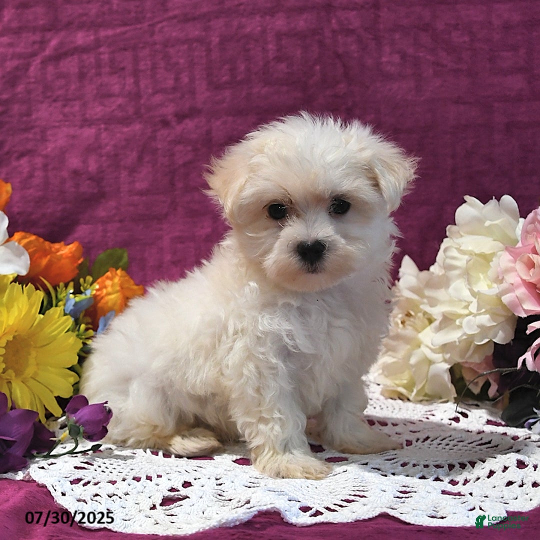 Maltese dogs for sale: Gus - Image 2