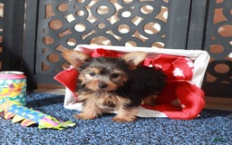 Yorkshire Terrier dogs for sale: Yorkshire Terrier 3 puppies - Image 10