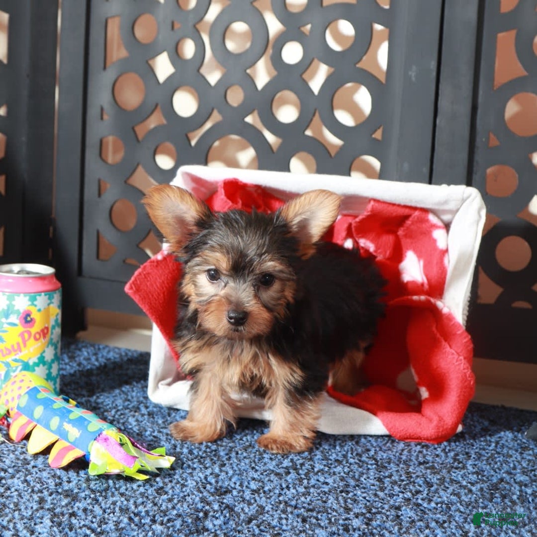 Yorkshire Terrier dogs for sale: Yorkshire Terrier 3 puppies - Image 10