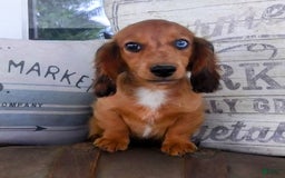 Miniature Dachshund dogs for sale: Scout - Image 1