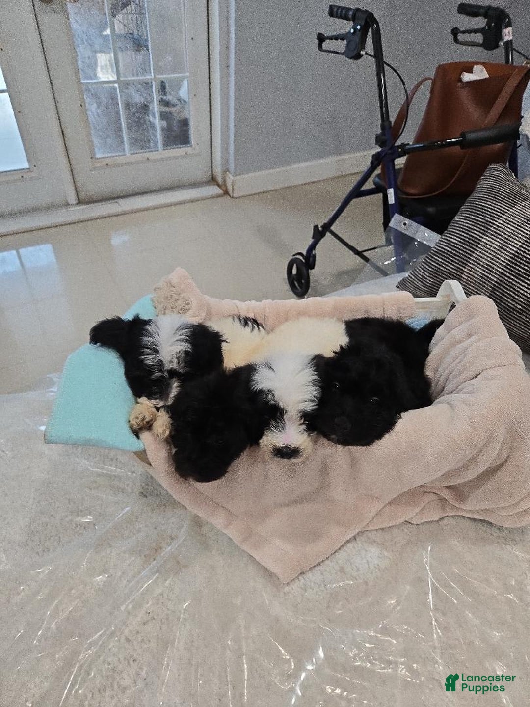 Mini Goldendoodle dogs for sale: tuti - Image 1