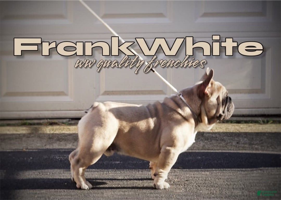 French Bulldog dogs for sale: Frank White - Image 5