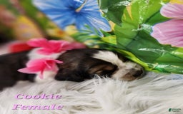 English Springer Spaniel dogs for sale: Cookie - Image 2