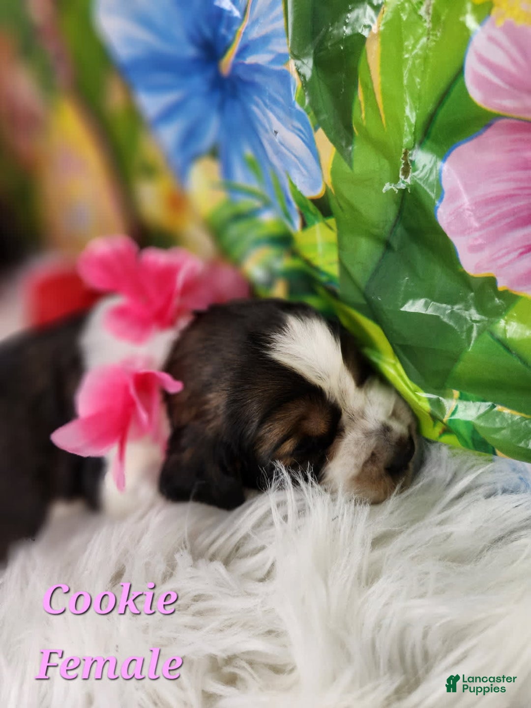 English Springer Spaniel dogs for sale: Cookie - Image 2