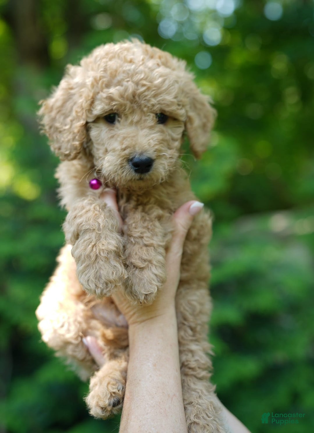 Goldendoodle dogs for sale: Gucci - Image 3