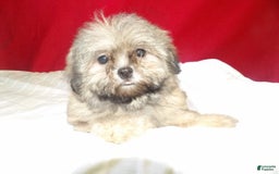 Teddy Bear dogs for sale: bruiser - Image 4
