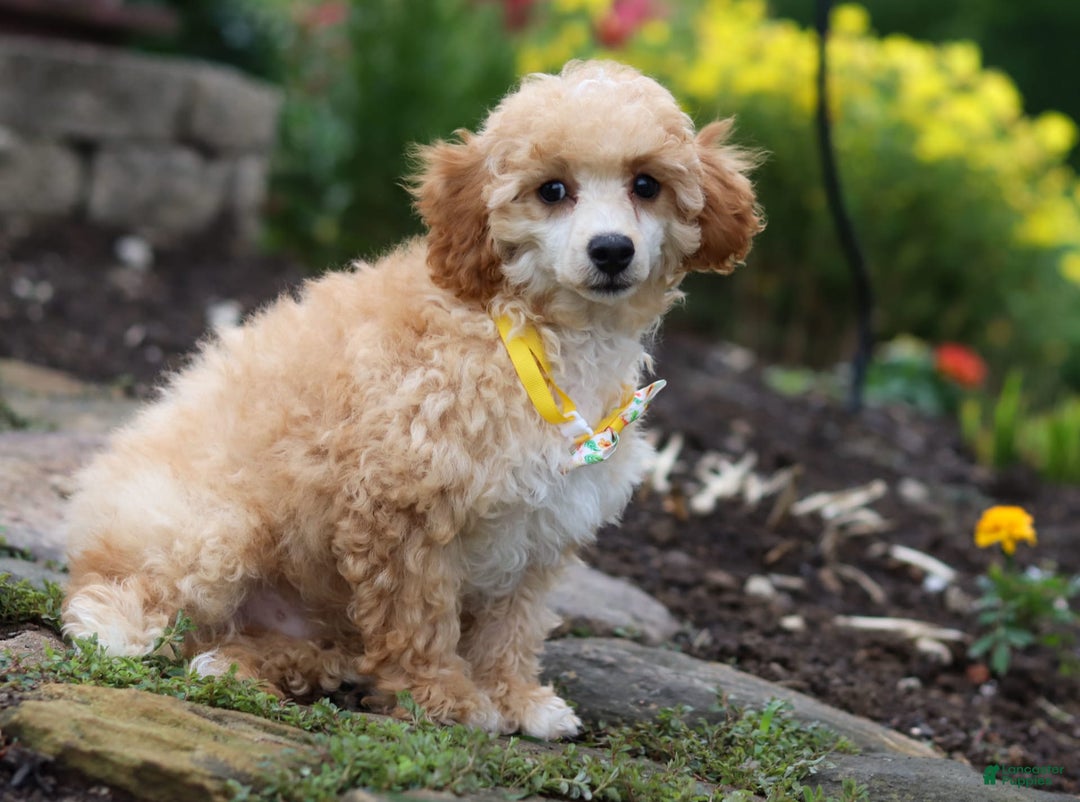 Miniature Poodle dogs for sale: Jazz - Image 20