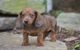 Dachshund dogs for sale: Bella - Image 12