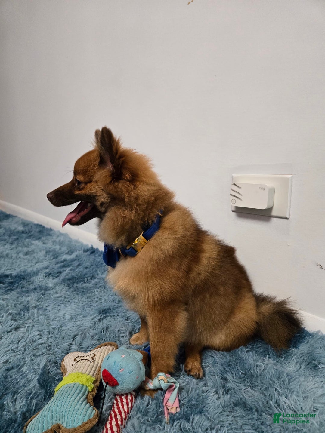 Pomeranian dogs for sale: Milo - Image 6