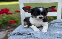 Chihuahua dogs for sale: Sprout - Image 4
