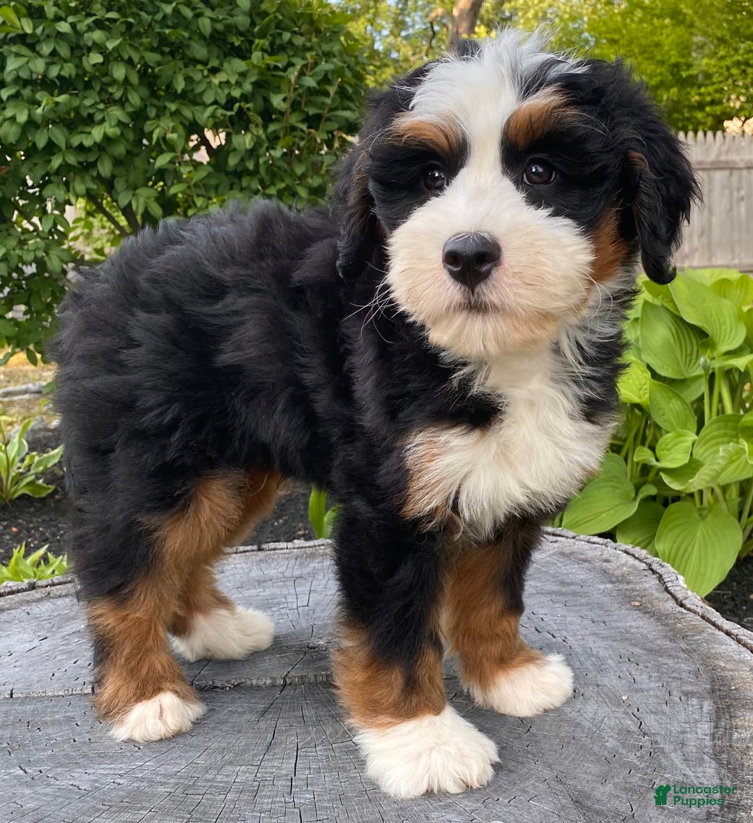 Mini Bernedoodle dogs for sale: 💚 Boston Ma 💚 Mini Bernedoodle - Image 17