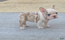 French Bulldog dogs for sale: Marshmello - Image 4
