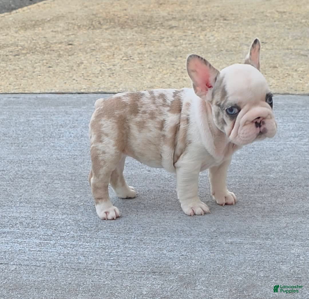 French Bulldog dogs for sale: Marshmello - Image 4