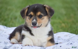 Welsh Corgi Pembroke dogs for sale: Roman - Image 2