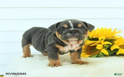 English Bulldog dogs for sale: Georgia - Image 5