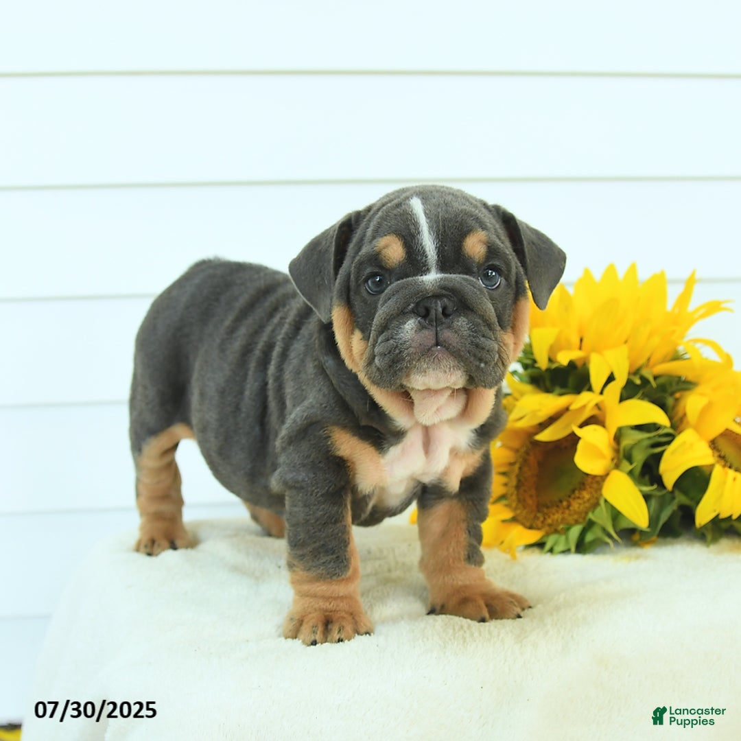 English Bulldog dogs for sale: Georgia - Image 5