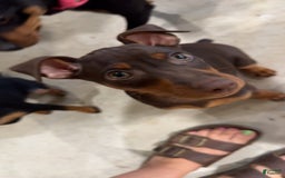 Miniature Pinscher dogs for sale: Rufus - Image 4