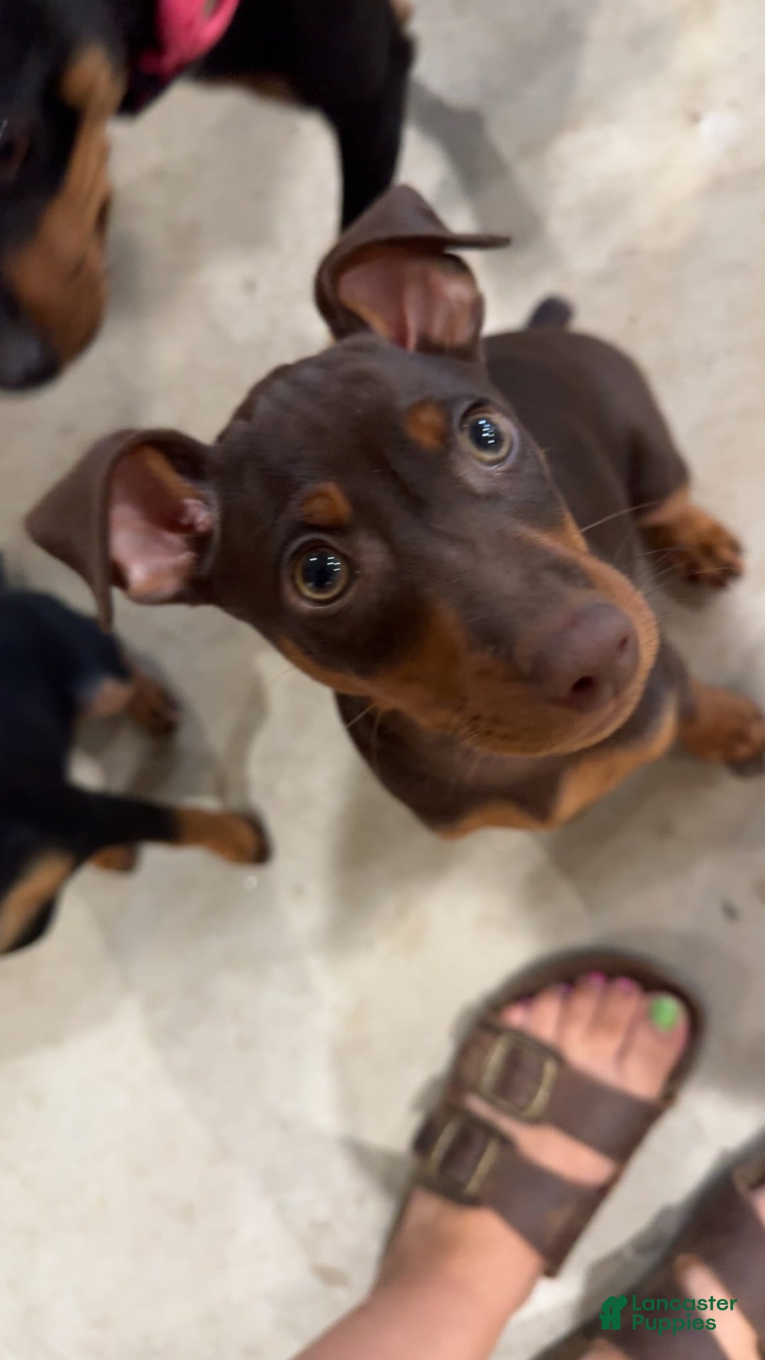 Miniature Pinscher dogs for sale: Rufus - Image 4
