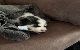 Siberian Husky dogs for sale: Baby B - Image 1