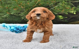 Mini Goldendoodle dogs for sale: Daisy - Image 13