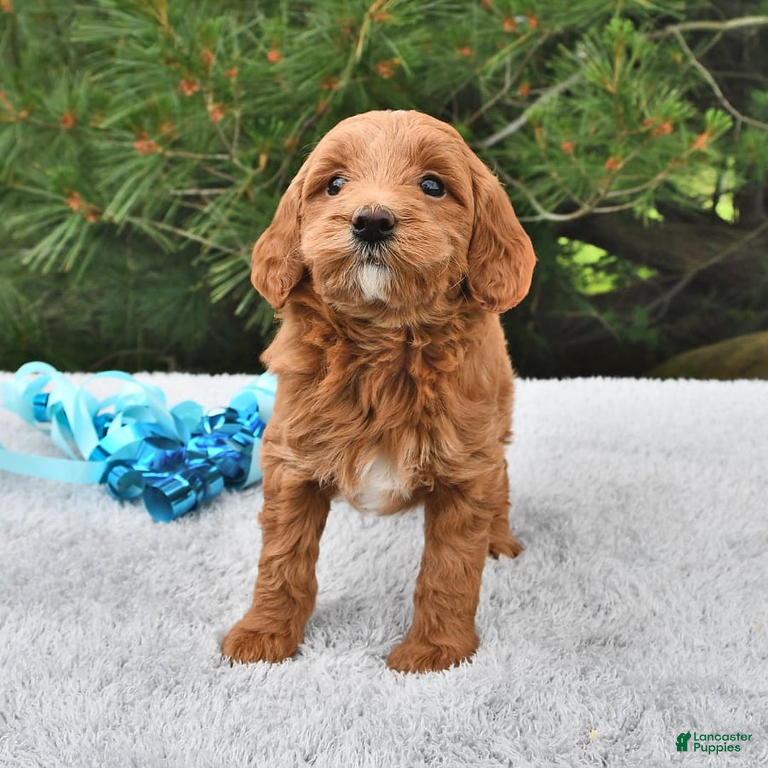 Mini Goldendoodle dogs for sale: Daisy - Image 13