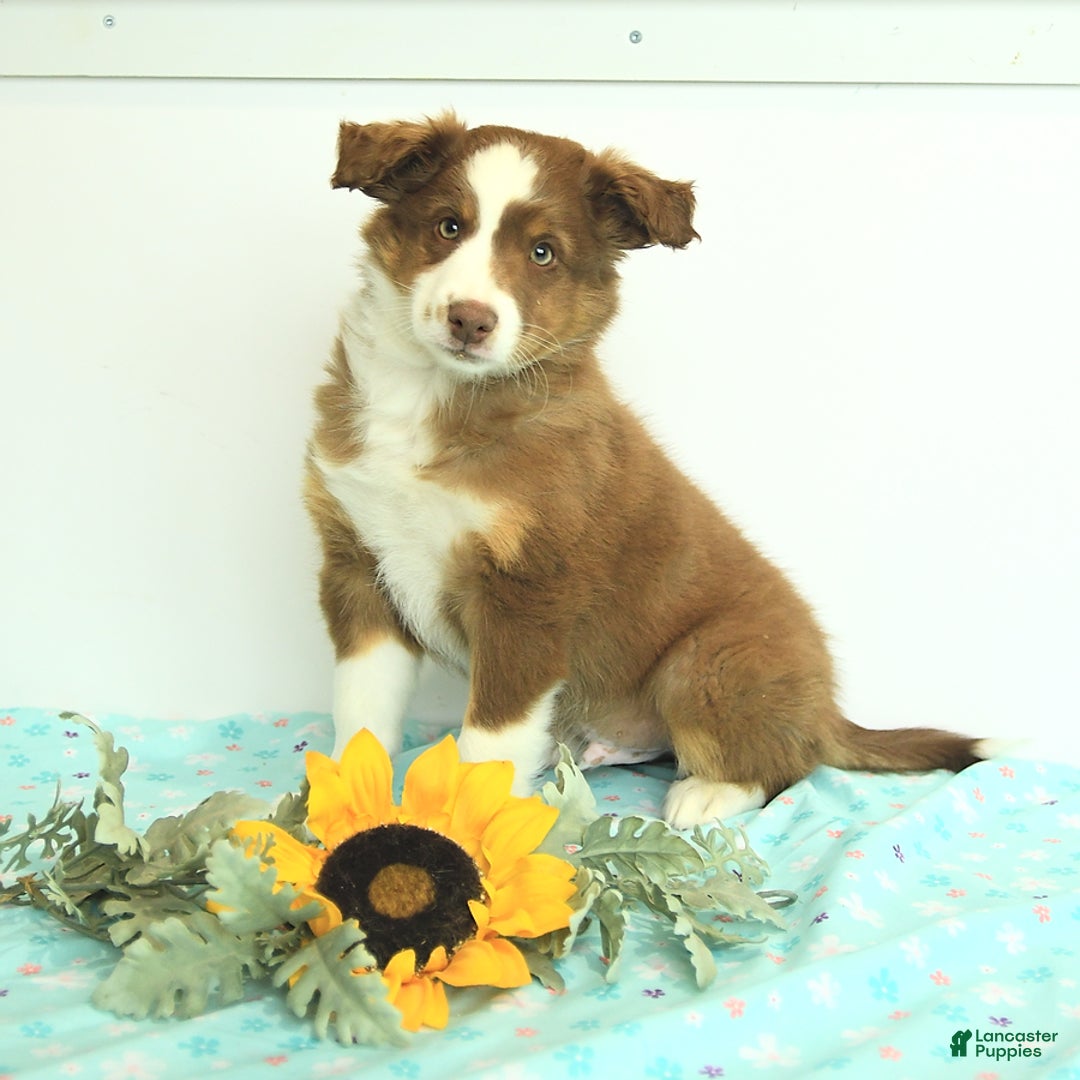 Miniature Australian Shepherd dogs for sale: Bozo - Image 1