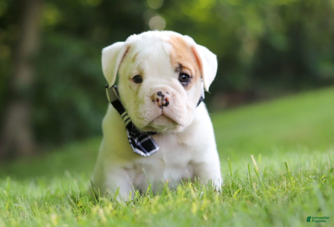 Beabull dogs for sale: Rockstar - Image 7