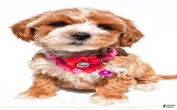 Maltipoo dogs for sale: Dora - Image 5
