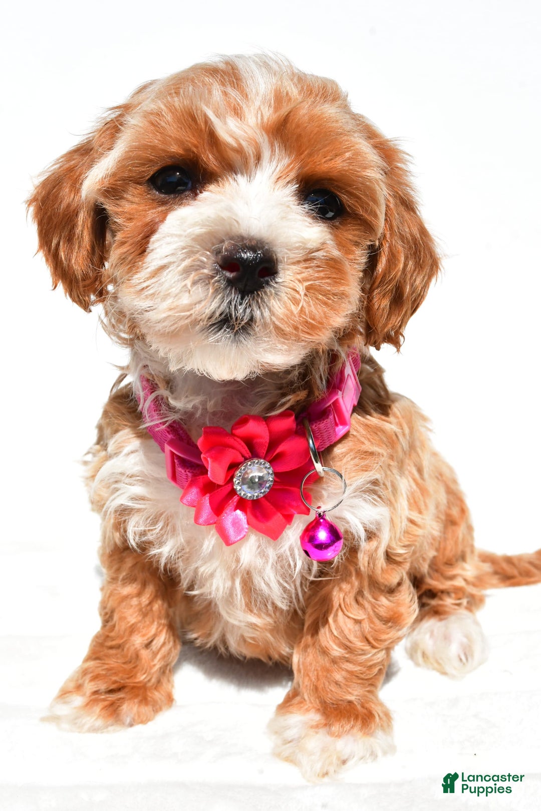 Maltipoo dogs for sale: Dora - Image 5